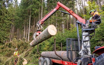 Geringe Nachfrage nach Nadelsägerundholz