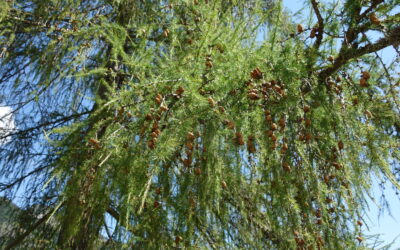 EUROPÄISCHE LÄRCHE IST BAUM DES JAHRES 2026