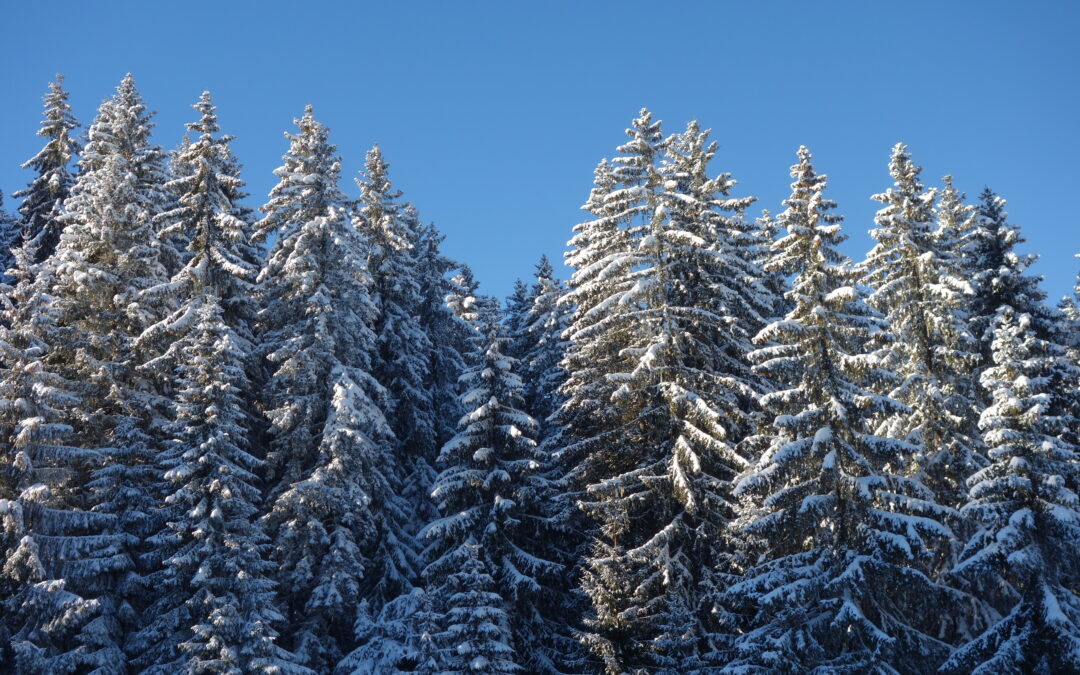 Der Wald im Jahreskreis: Der Winter