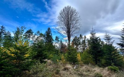 Neuer Leitfaden und Merkblätter zum Thema „Holzernte und Biodiversität“