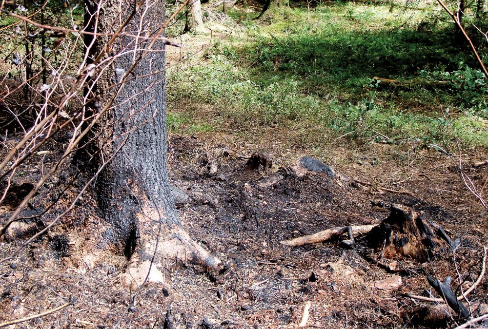 Waldbrandgefahr – ein „Dauerbrenner!“
