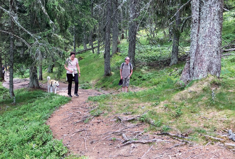 Haftungsprivilegien – im Wald und auf Wegen