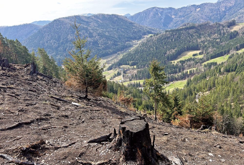 Waldbrände: Was muss man wissen?
