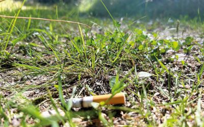 Totschnig: Trockenheit birgt Waldbrandgefahr – äußerste Vorsicht im Wald geboten!