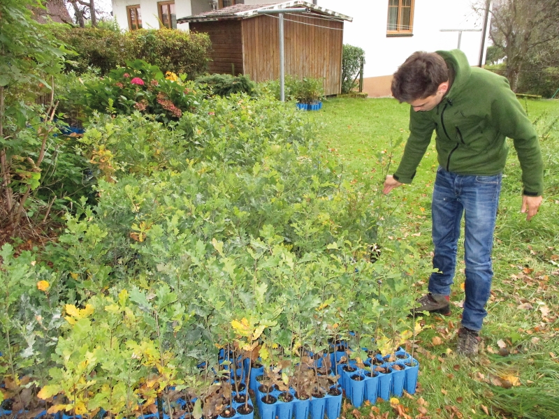 Wiederbewaldung in Zeiten des Klimawandels