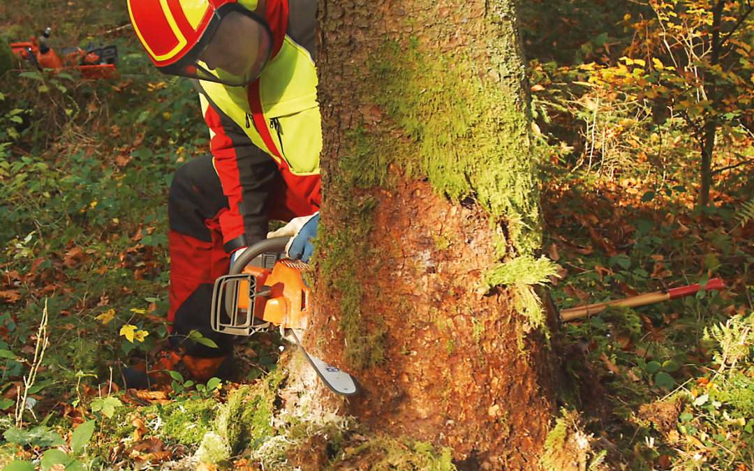 Mit Akku-Motorsägen in den Wald?