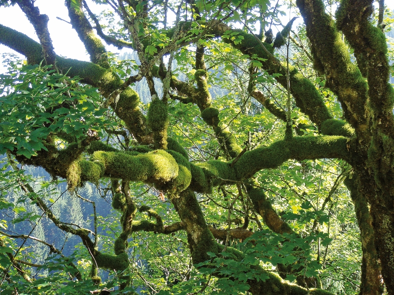 Der Wald im Jahreskreis: Der Sommer