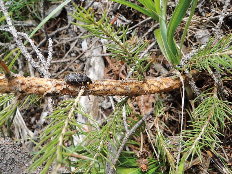 Rüsselkäfer gefährdet Aufforstungen