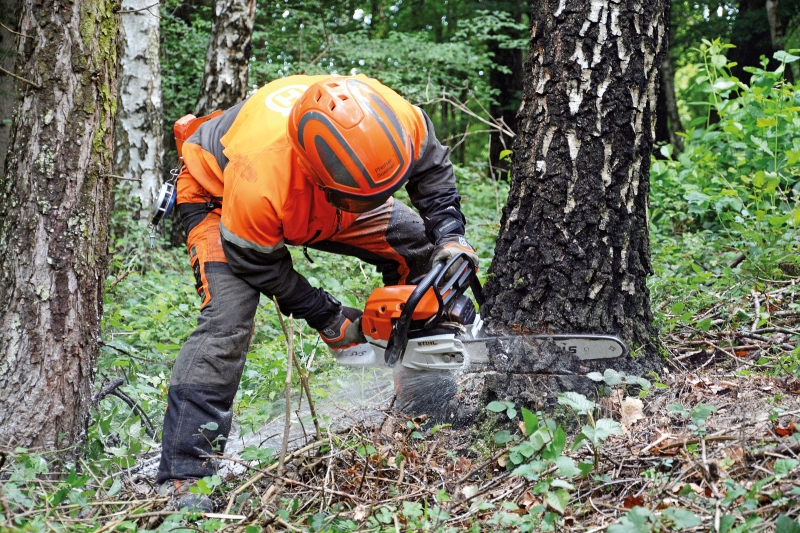 Forstliches Wissen rund um den Wald