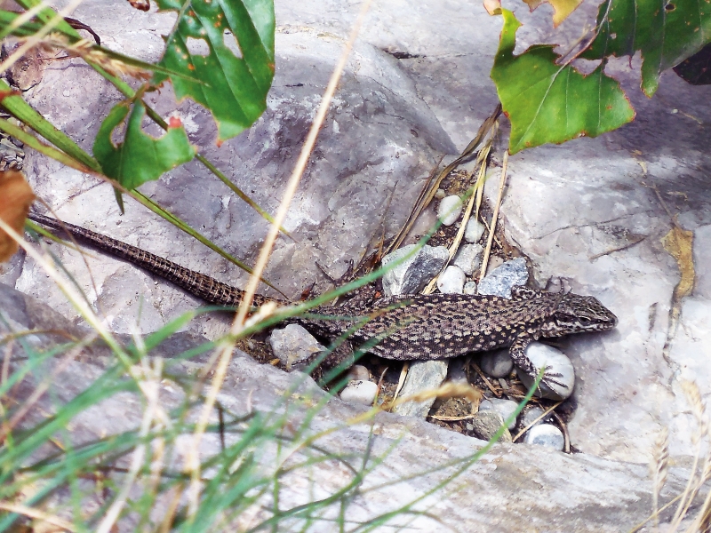 Biodiversität an Forststraßen