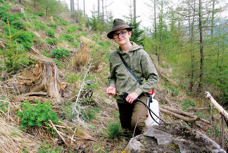 Waldverjüngung braucht Schutz und Pflege