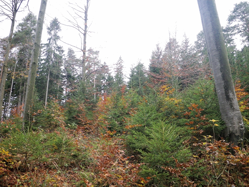 Der Wald verjüngt sich selbst