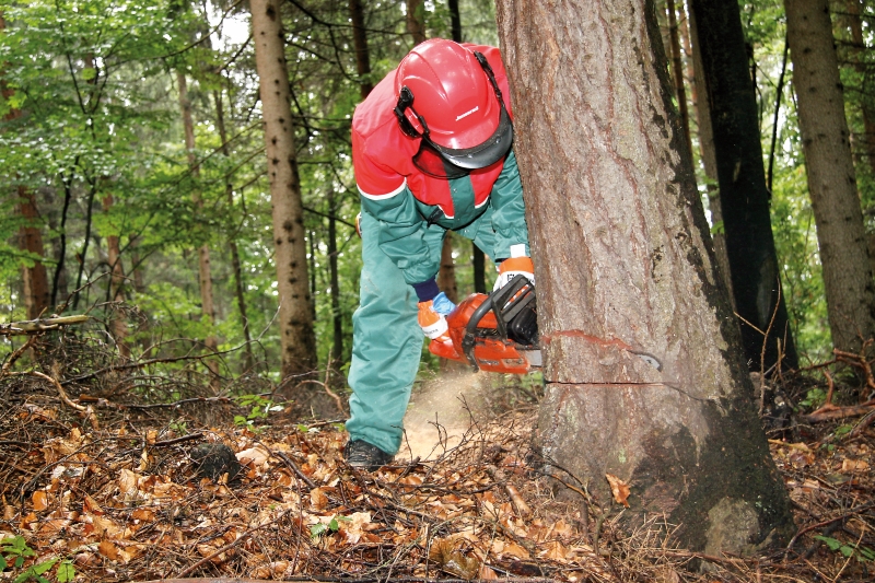 Mit Fachwissen den Wald bewirtschaften