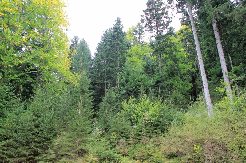 Der Kleinwald – ein Potenzialträger