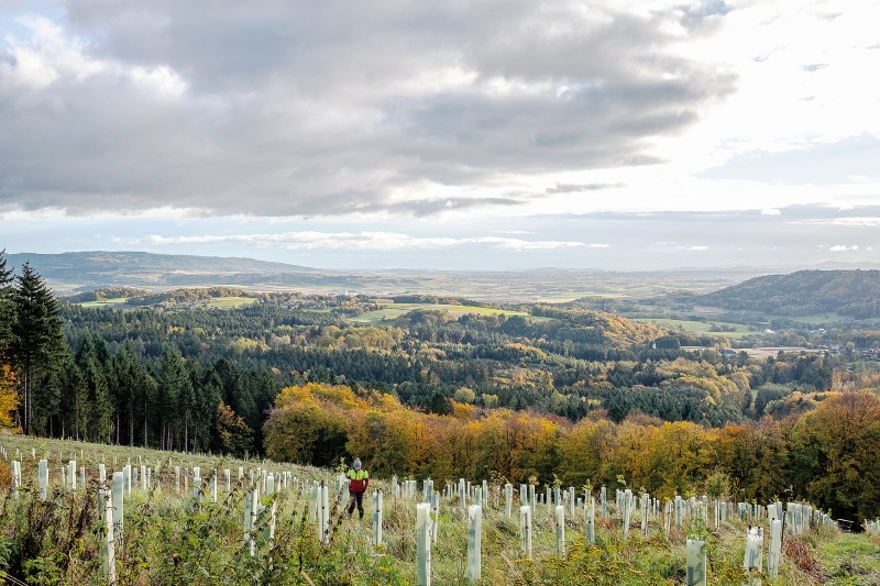 Jeder zehnte Euro mit Holz erwirtschaftet