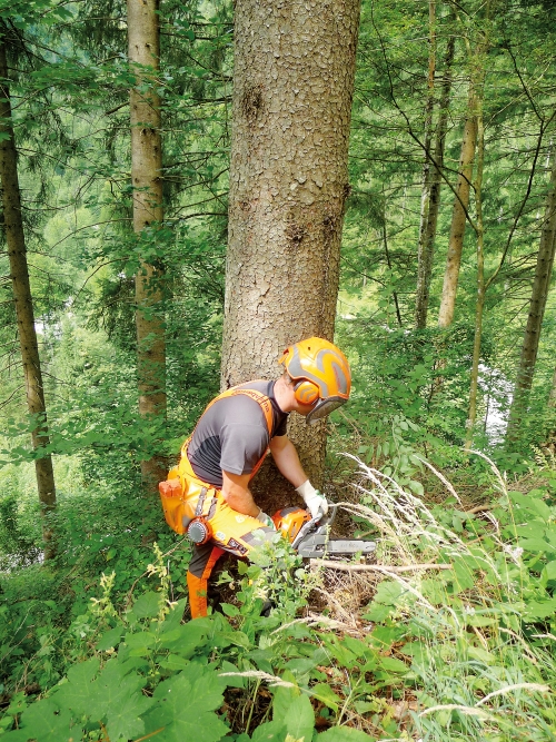 Sicherheit und Gesundheit bei der Waldarbeit (Teil 1)