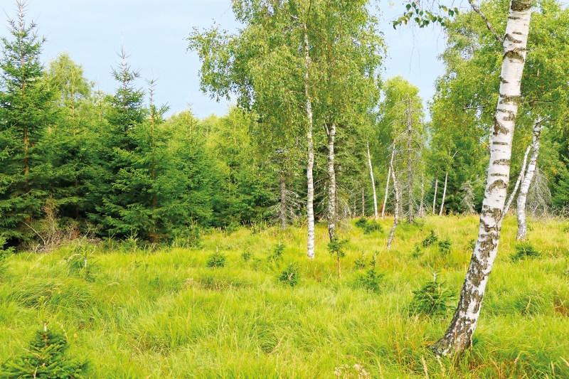 Wiederherstellungsverordnung: Gut gemeint – aber am Wald vorbei gedacht