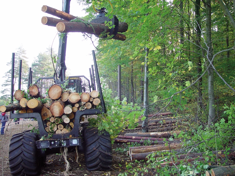 Waldhygiene – aktuell wie noch nie!