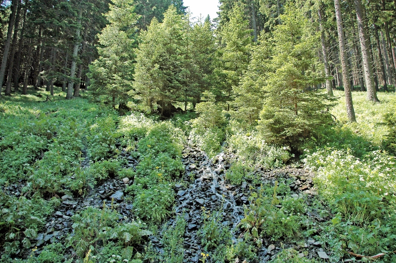 Der Wald und sein Wasserhaushalt