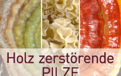 Neuer Baumpilz-Bestimmungsfächer: Biologie, Erstbestimmung und Risiko