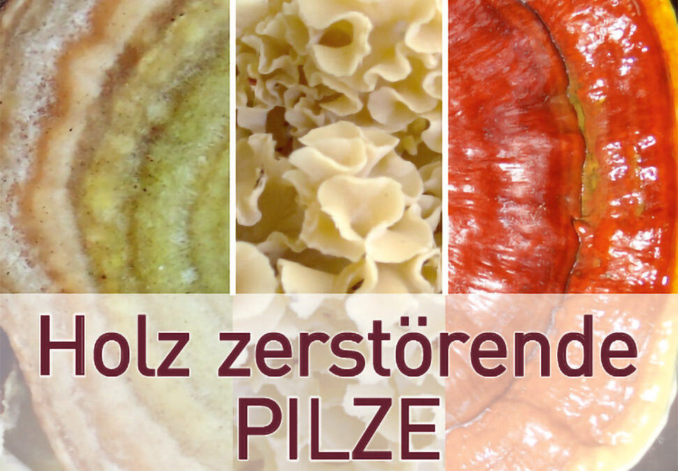Neuer Baumpilz-Bestimmungsfächer: Biologie, Erstbestimmung und Risiko